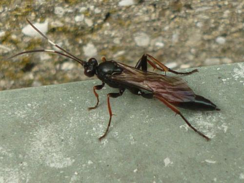 Réf. 243 612 : Ichneumoninae inconnu